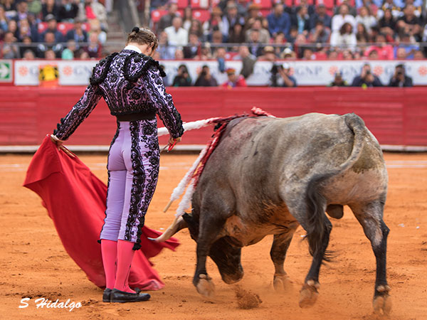 Elegancia en el trazo