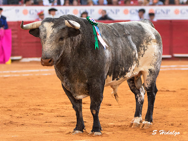 Los Encinos, esperado regreso