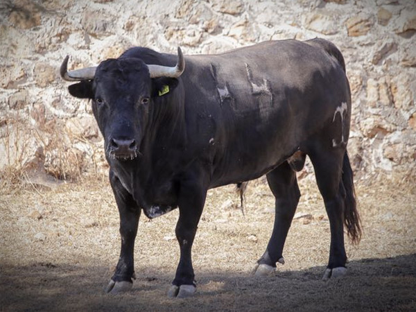 Negro list�n bragado