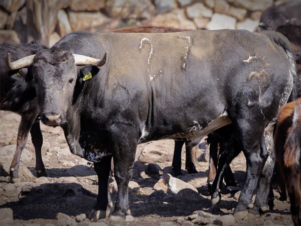 Negro entrepelado bragado