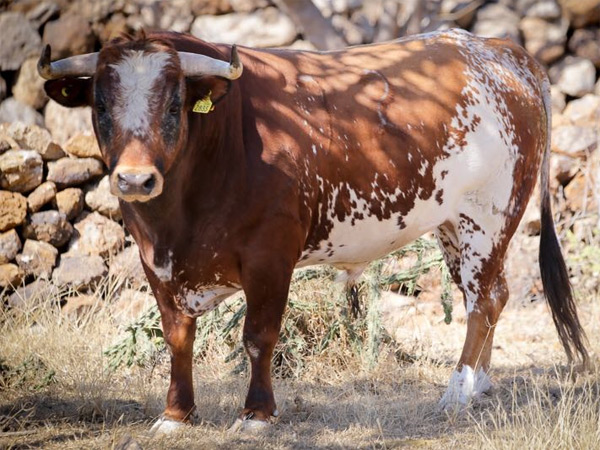 Berrendo en colorado