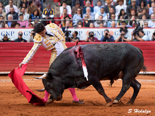 Magn�fico toro de Te�filo G�mez