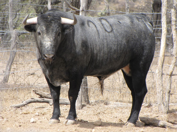 No. 90 (Puerta Grande)