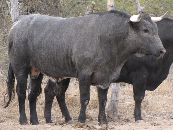 No. 34 (Puerta Grande)