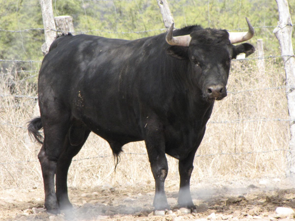 No. 26 (Puerta Grande)