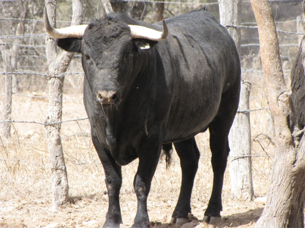 No. 19 (Puerta Grande