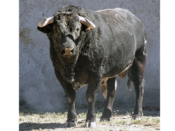 No. 718 (Bernaldo de Quir�s)