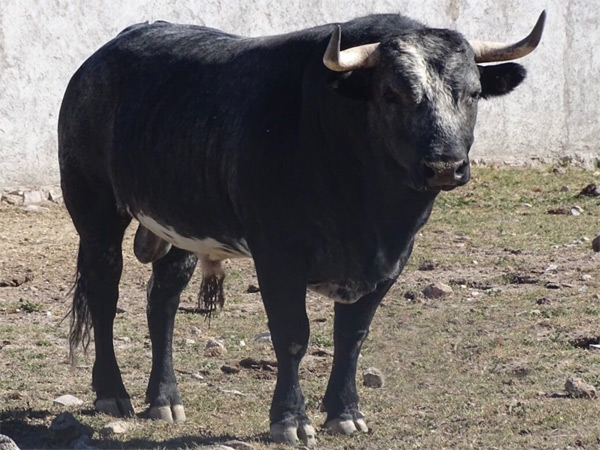 No. 689 (Bernaldo de Quir�s)