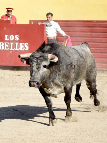 Salta el c�rdeno a la arena