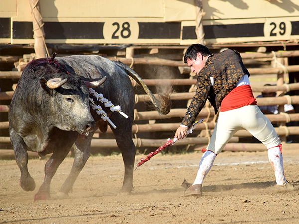 Galleando al c�rdeno