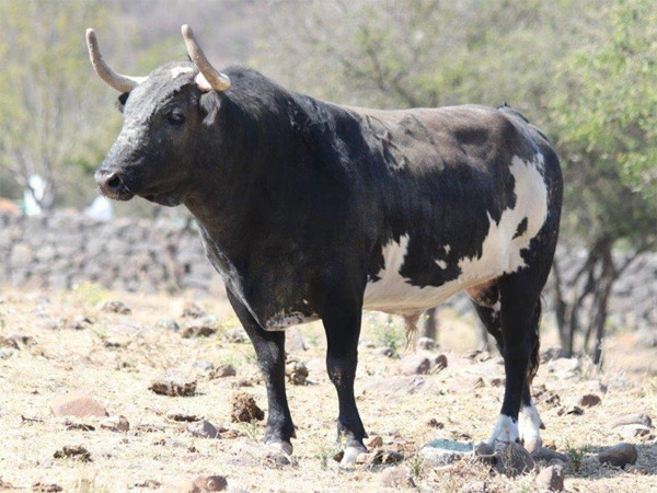 No. 87 (Los Encinos, rejones)