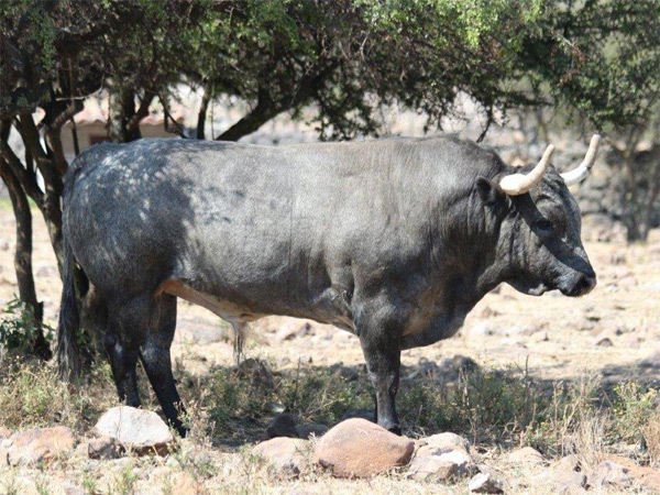 No. 40 (Los Encinos, rejones)