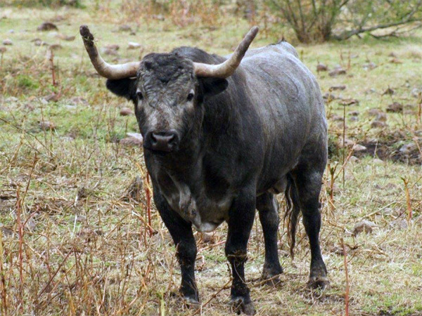 No. 30 (Los Encinos, rejones)