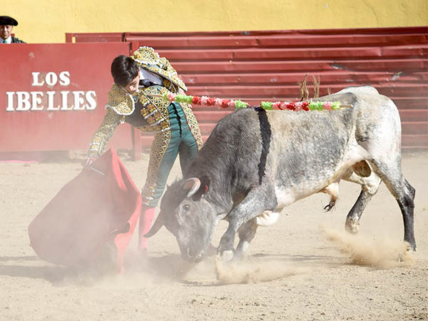 Tirando del berrendo