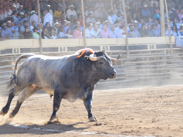 Un c�rdeno abre el festejo