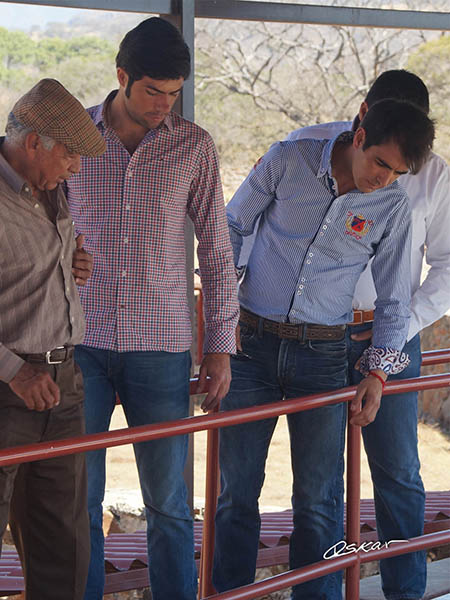 Primera vista a los ejemplares