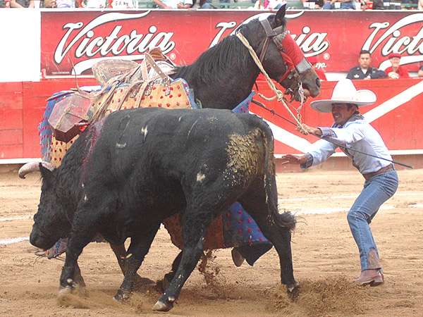 Valiente caballero