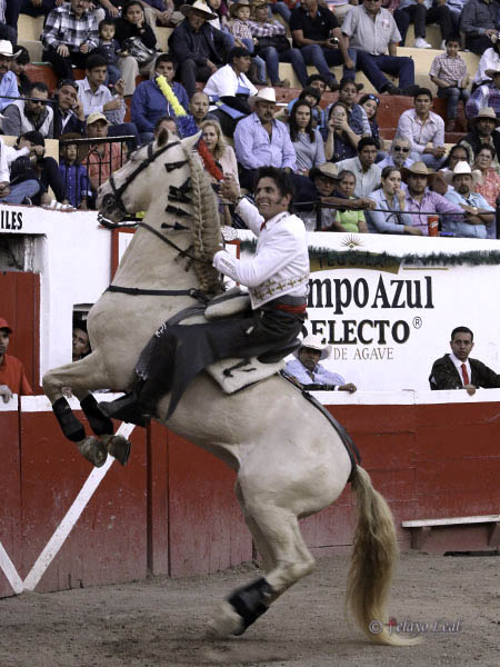 La doma del palomino