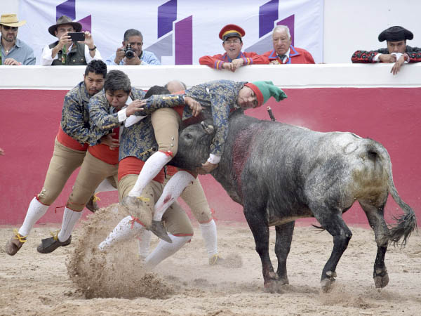 Los forcados en la pega