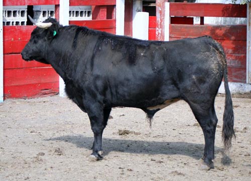 No. 670, con 473 kg.