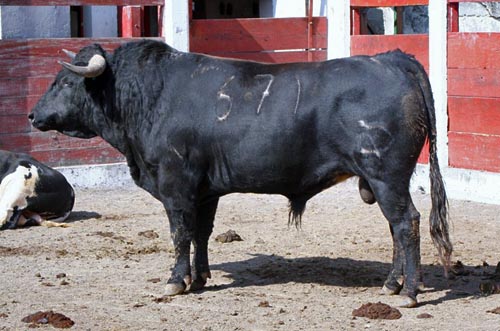 No. 671, con 511 kg.