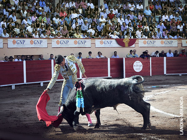 Novillero con futuro