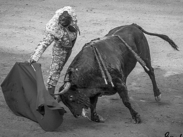 Llev�ndolo toreado