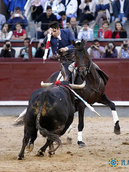 En la cara del ejemplar