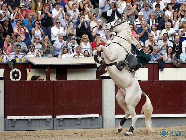 Jaleado en la alzada