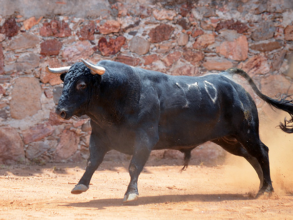 �Pedazo de toro!