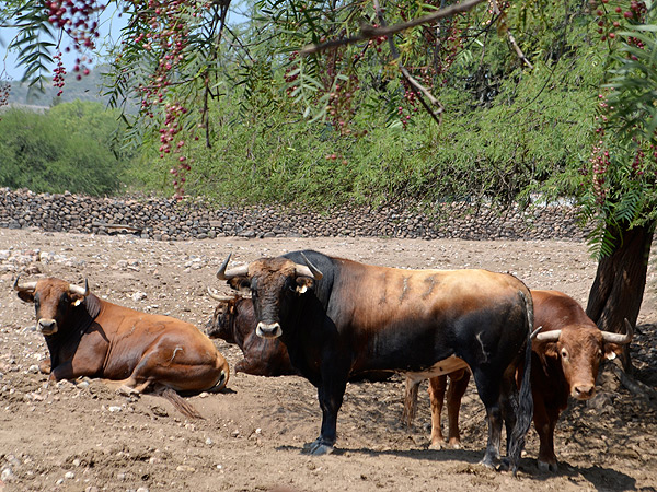 En la tranquilidad del campo bravo