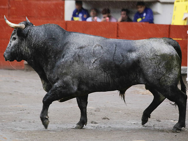 Un serio Toro de Haro
