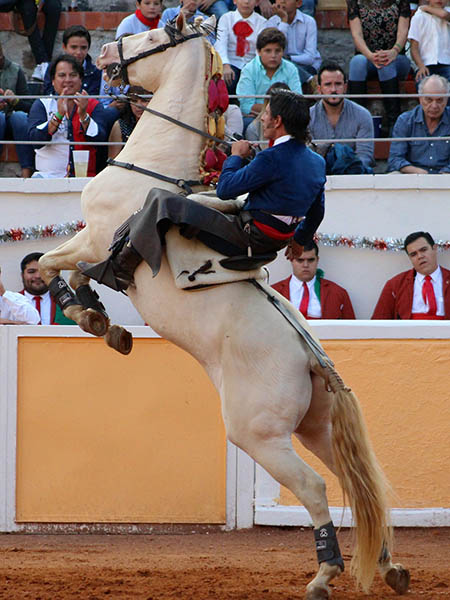 Alzada del palomino