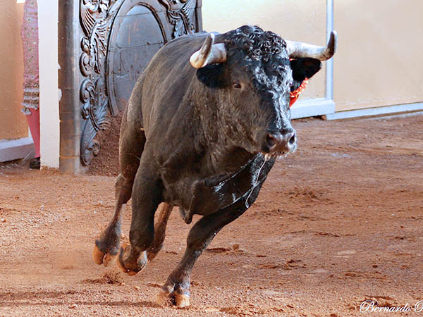 El primero de la tarde