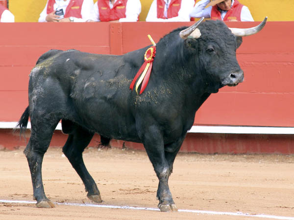 Bell� l�mina del 