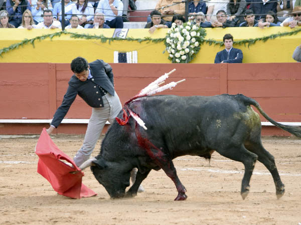Los belfos en la arena