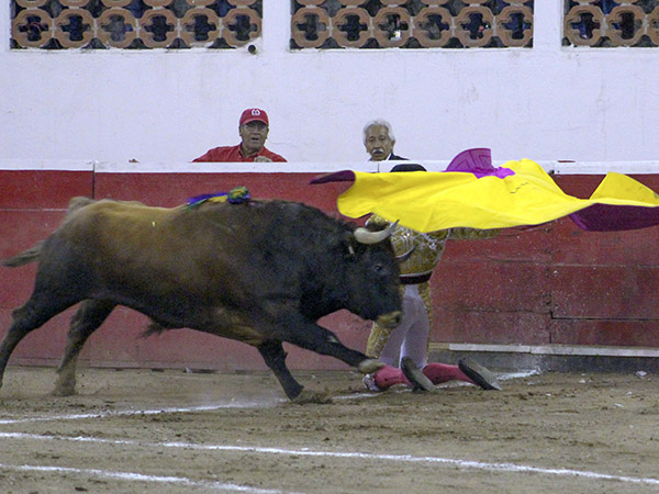 Larga de saludo al casta�o