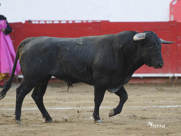 La percha del ejemplar No. 14