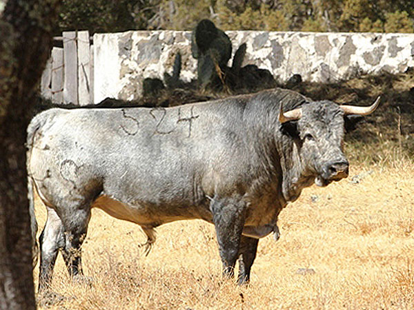 El toro es el rey del campo