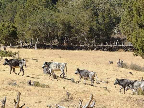 Un h�bitat maravilloso