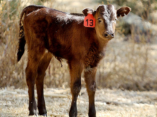 Una vida privilegiada