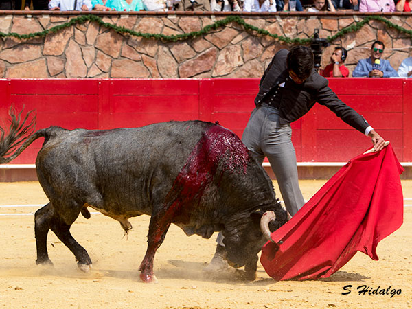 Novillo de alta nota