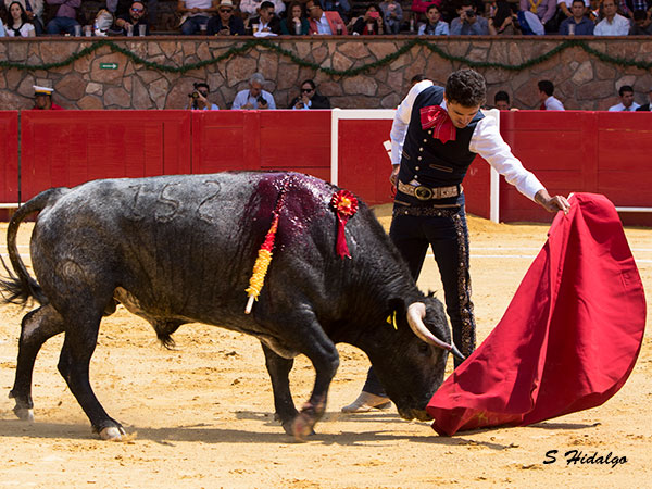 Novillo dif�cil