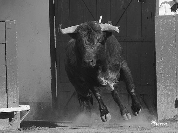 Salta el c�rdeno a la arena