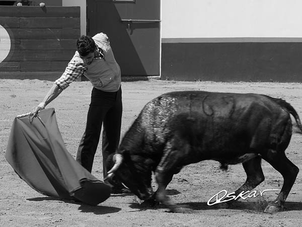 Conoce ya al toro mexicano