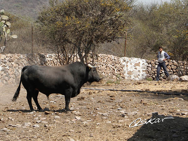 Hondo...  de gran caja
