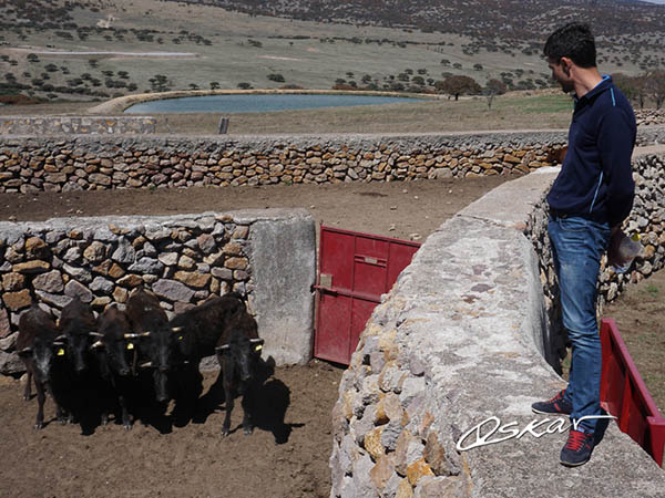 Las corraletas de San Isidro