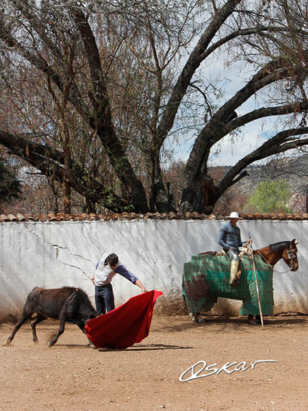 Rozando la arena del tentadero