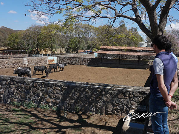 Observando los novillos