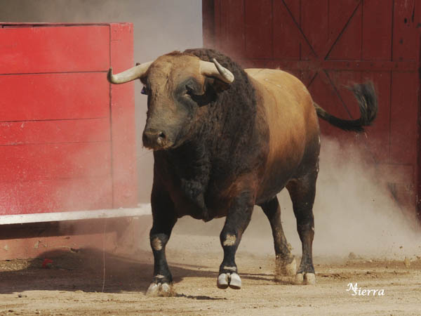 Bella l�mina del casta�o